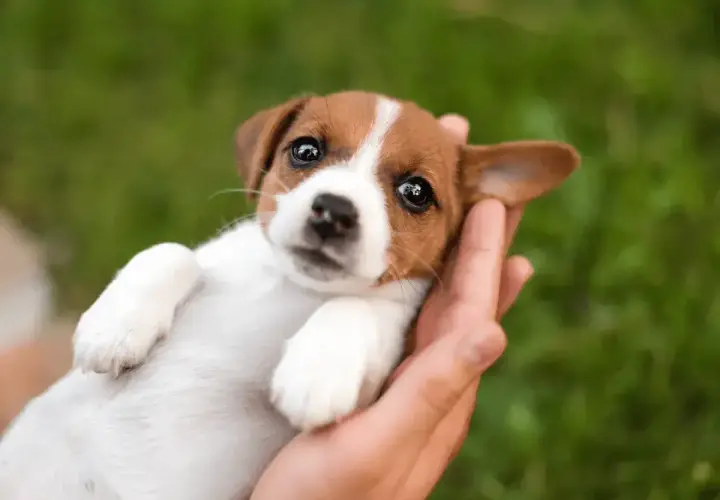 Uroczy szczeniak Jack Russell Terrier w dłoniach, idealny do inspiracji na imiona dla psa.