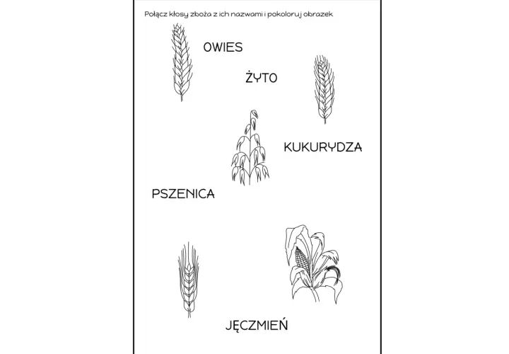 Zboża: owies, żyto, pszenica, kukurydza, jęczmień. Prezentacja dla dzieci do nauki i kolorowania.