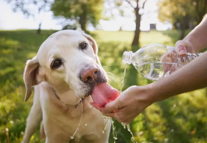 Labrador pije wodę z dłoni, by zapobiec przegrzaniu. Udar u psa objawy mogą być groźne, dlatego dbaj o nawodnienie pupila.
