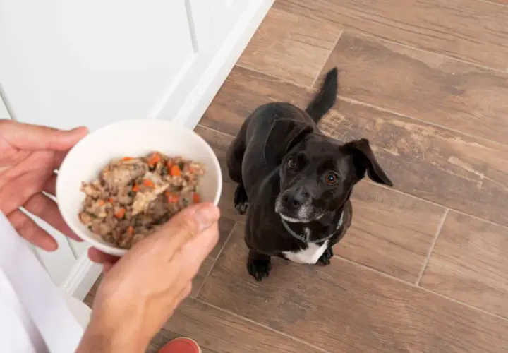 Un perro negro mira expectante un cuenco con comida natural para perros. Las opiniones sobre esta comida son muy positivas.