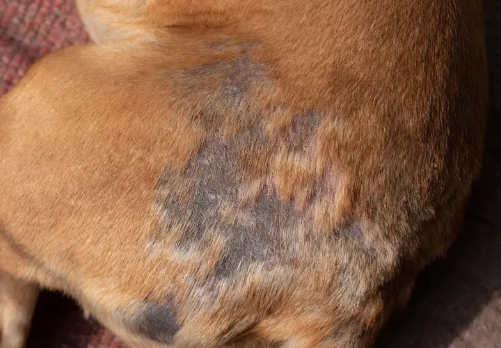Hautveränderungen bei einem Hund, möglicherweise verursacht durch Demodexmilben. Die betroffenen Stellen sind kahl, gerötet und schuppig.