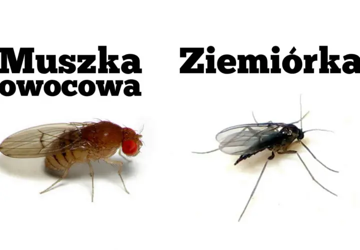 Muszka owocowa i ziemiórka na białym tle.