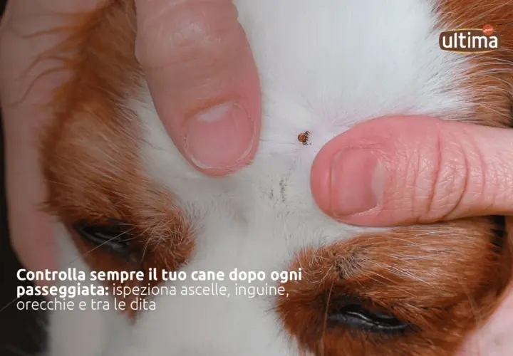 Dita umane che separano il pelo di un cane per mostrare una zecca. Controlla sempre il tuo cane dopo ogni passeggiata per individuare zecche.