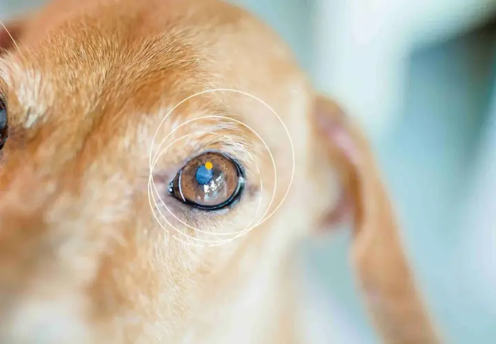 Nahaufnahme eines braunen Hundeauges mit einem blauen und gelben Punkt darin. Ein blinder Hund, der sich auf seine anderen Sinne verlässt.