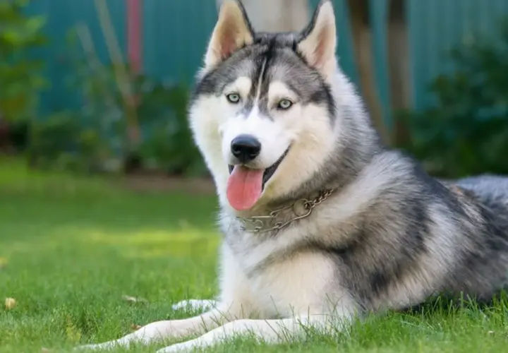 Piękny husky syberyjski, jedna z najpopularniejszych odmian husky, leży na trawie z językiem na wierzchu.
