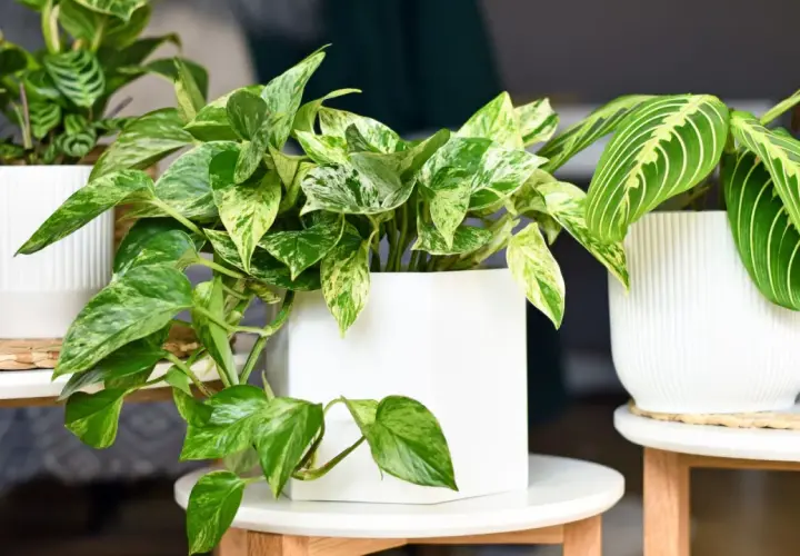 Plante tombante aux feuilles marbrées de vert et de blanc, dans un pot blanc moderne. Une autre plante aux feuilles rayées est à côté.
