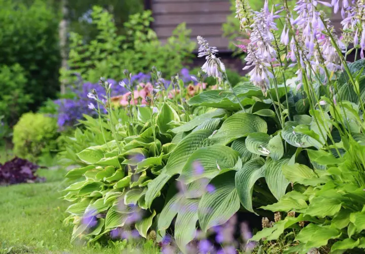 En lummig trädgård med frodiga hostor och lila blommor. Perfekt för dig som vill plantera perenner och skapa en vacker rabatt.