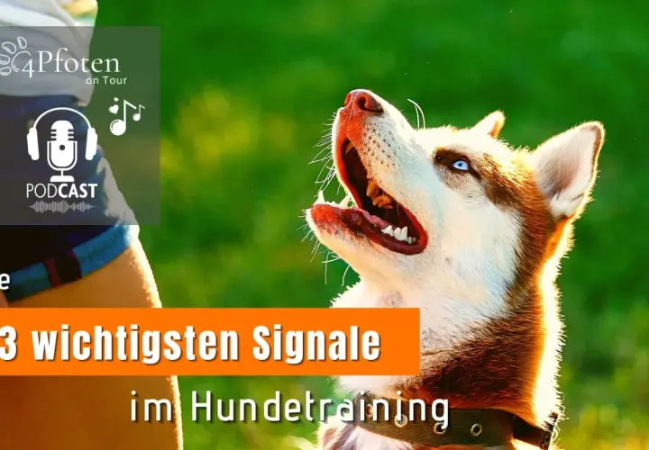 Ein Husky mit blauen Augen wartet gespannt auf ein Kommando. Ein trick dog, bereit für das Hundetraining.