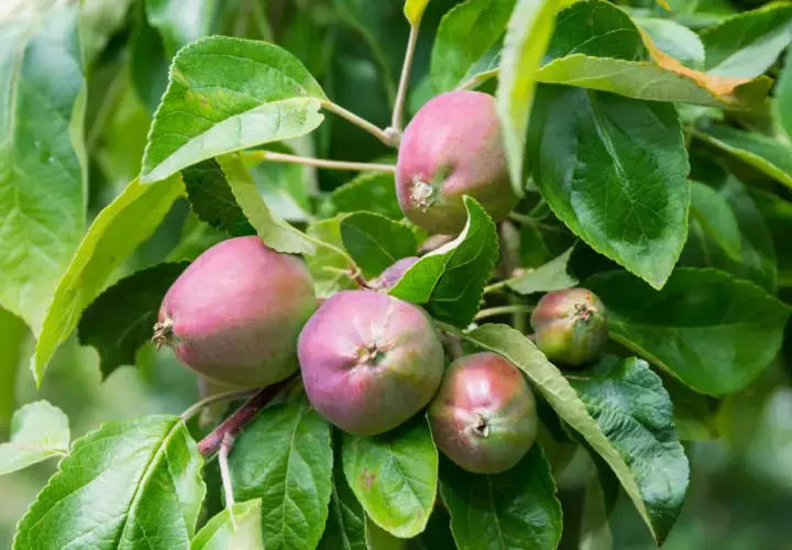Junge Äpfel am Baum, die auf den Einsatz von Spritzmittel gegen Apfelwickler warten, um vor Schädlingen geschützt zu werden.