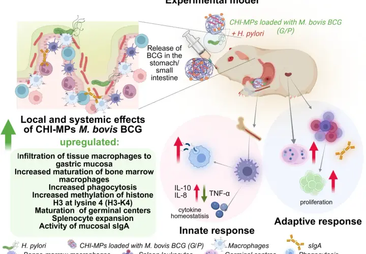 Schemat przedstawia model doświadczalny, gdzie CHI-MP z M. bovis BCG i H. pylori podano doustnie, wywołując lokalne i systemowe efekty, w tym proliferację komórek i odpowiedź immunologiczną.