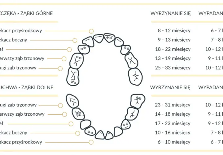 Ile zębów ma człowiek? Od mlecznych do stałych poznaj fakty