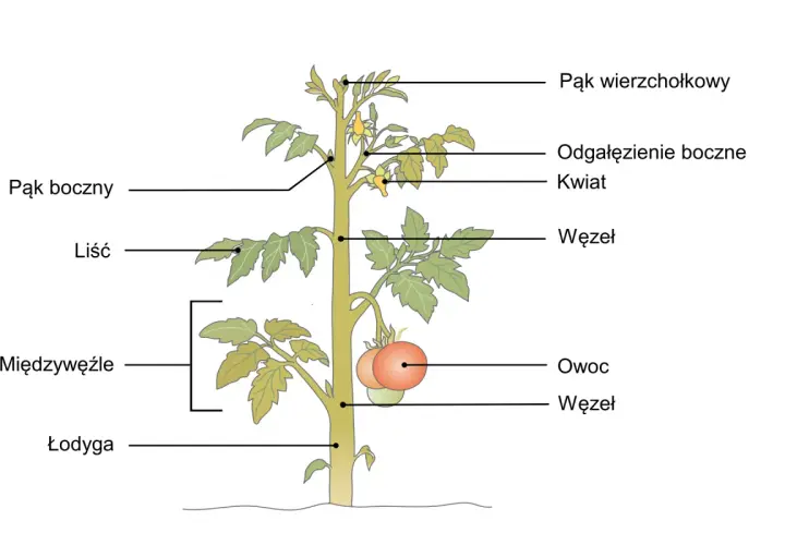 Schemat rośliny pomidora z zaznaczonymi częściami: łodyga, liście, pąki, kwiaty, owoce i międzywęźla.