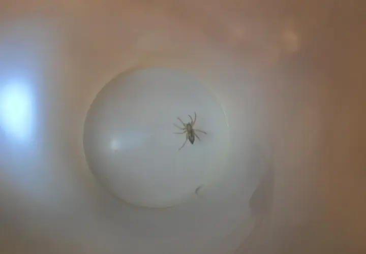 En vit spindel inomhus sitter på en rund, vit yta. En ljusreflektion syns till vänster.