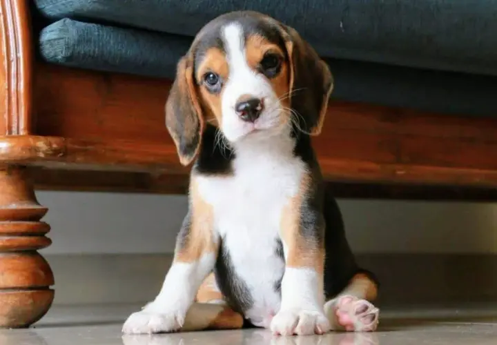 Ile kosztuje szczeniak beagle? Sprawdź, co wpływa na cenę