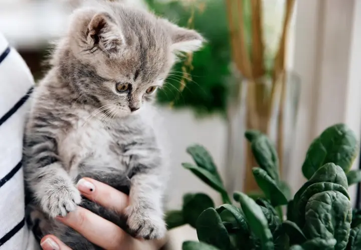 A fluffy kitten looks curiously at a potted spinach plant, prompting the question: can cats eat spinach?