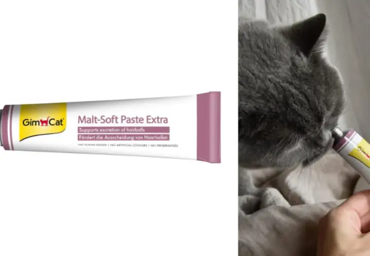 Gato gris lamiendo pasta de malta Gim Cat. Esta malta para gatos sirve para ayudar a la expulsión de bolas de pelo.
