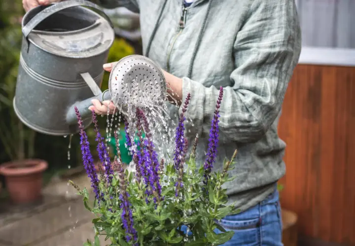 Frau gießt bienenfreundliche Balkonpflanzen mit lila Blüten.
