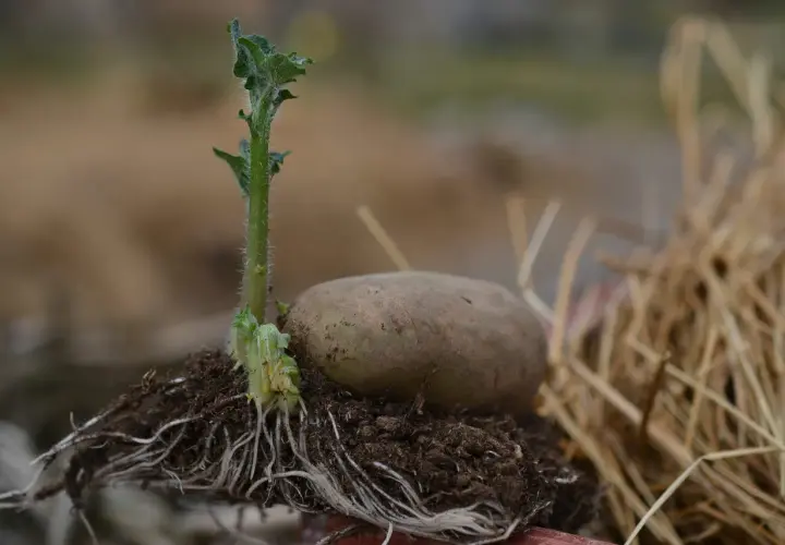 En potatis i pallkrage med en grodd som sträcker sig mot ljuset och ett nätverk av rötter som förankrar den i jorden.
