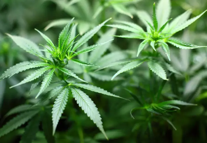 Piante di cannabis autofiorenti in crescita, perfette per il clima freddo. Le foglie verdi brillano sotto la luce.