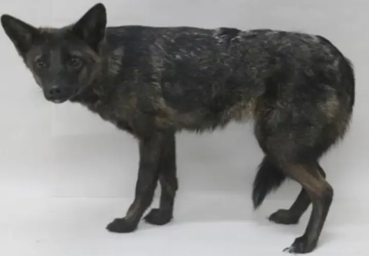 A brindle dog stands alert, its fur a mix of dark and lighter streaks. This canine, like all dogs, has 78 chromosomes.