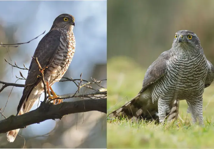 Zwei Greifvögel: links ein Sperber auf einem Ast, rechts ein Habicht im Gras.