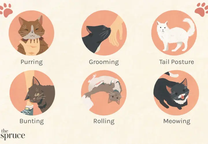 Illustrations show cats purring, grooming, tail posture, bunting, rolling, and meowing, helping you understand if your cat loves you.