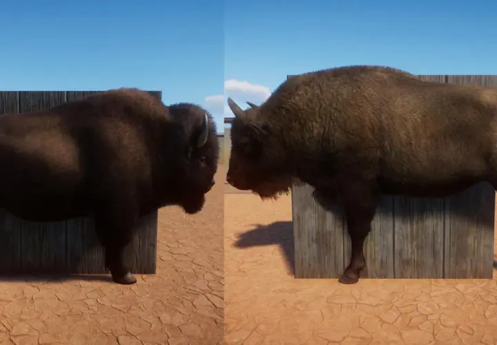 Comparación de un bisonte americano (izquierda) y un bisonte europeo (derecha), mostrando sus diferencias físicas.