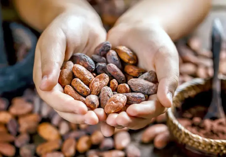 Mani che raccolgono fave di cacao, pronte per gustose ricette. Sullo sfondo, un mortaio e una ciotola con cacao in polvere.