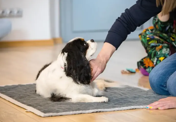 Cavalier King Charles Spaniel leży na macie, a jego opiekun delikatnie głaszcze go po głowie, stosując techniki Tellington Ttouch.