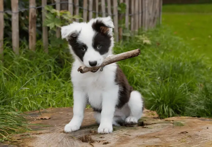 Jak karmić szczeniaka border collie? Dieta i porcje od A do Z
