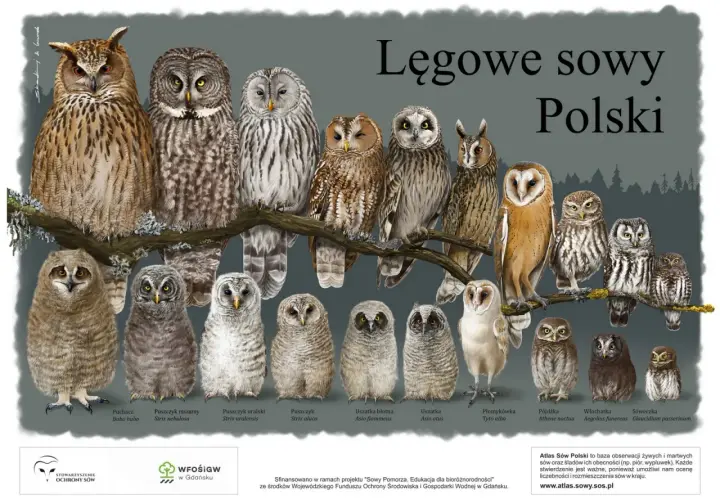 Ilustracja przedstawia różne gatunki sów występujących w Polsce, od puchacza po sóweczkę.