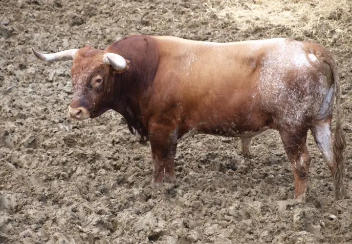 Toro bravo en el campo, listo para la lidia. Aprende como hacer divisas taurinas con este ejemplar.
