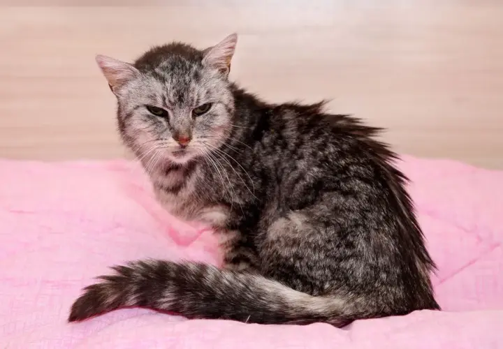 Eine alte Katze, die knochig wirkt, sitzt auf einer rosafarbenen Decke. Ihr Fell ist grau getigert und wirkt etwas struppig.
