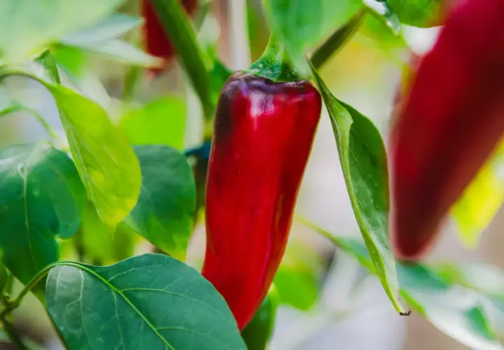 En röd chilipeppar hänger på en gren bland gröna blad. En av många chili sorter som växer i trädgården.