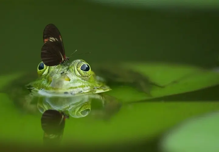 Una rana verde con una mariposa en la cabeza, reflejada en el agua. Parece que está a punto de soñar con ranas y mariposas.