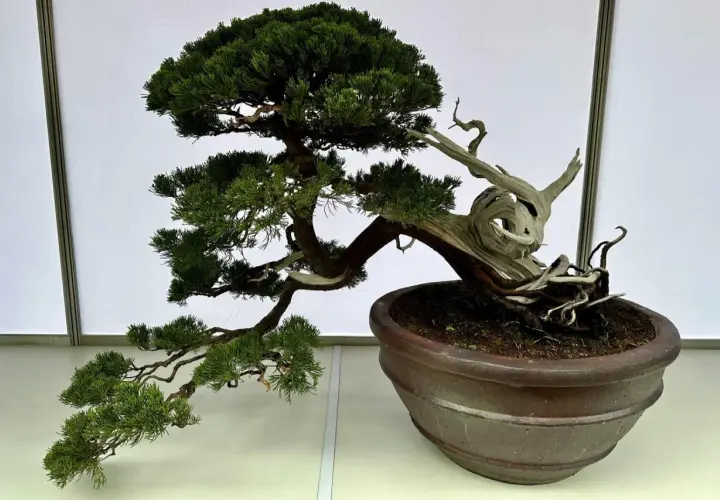 Piękne drzewko bonsai z tui, z wygiętym pniem i żywicznymi detalami. Inspiracja, jak zrobić drzewko bonsai z tui.