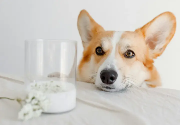 Un corgi curioso mira un vaso de leche, demostrando que los perros pueden beber leche.