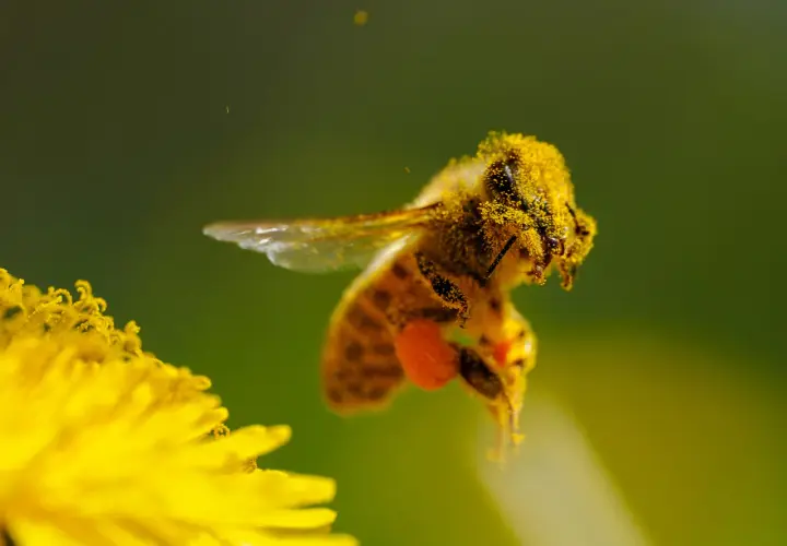 Fotografia makro: pszczoła oblepiona pyłkiem lata nad żółtym kwiatem.