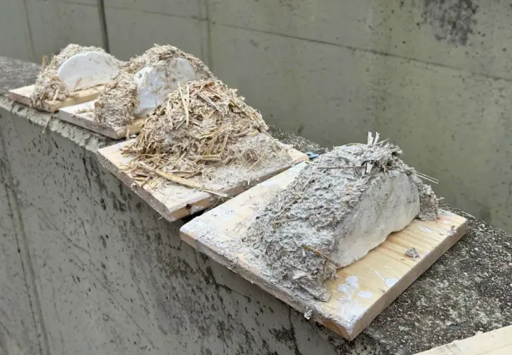 Vier provisorische Schwalbennester aus Lehm und Stroh, bereit zum Schwalbennest bauen.