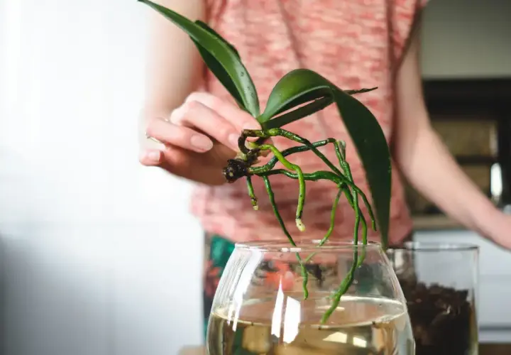 Orchideen im Glas ohne Erde: Eine Hand hält eine Orchidee mit grünen Wurzeln über einem Glas Wasser.