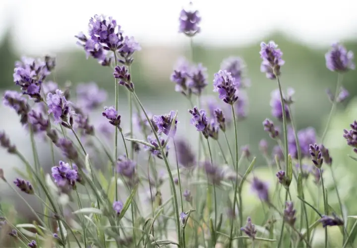Delikatne fioletowe kwiaty lawendy angustifolia, kwitnące w słońcu. Uprawa tej aromatycznej rośliny przynosi spokój.
