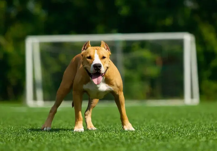 Silny amstaff o brązowej sierści i białej klatce piersiowej stoi na zielonej trawie, z językiem na wierzchu. W tle widać bramkę piłkarską.