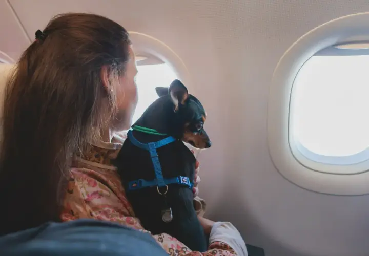 Mały piesek w niebieskiej obroży podróżuje z właścicielką w samolocie Ryanair.