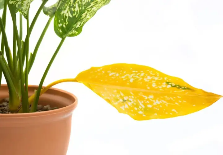 Aglaonema z żółtymi liśćmi, jeden liść całkowicie żółty, na białym tle.