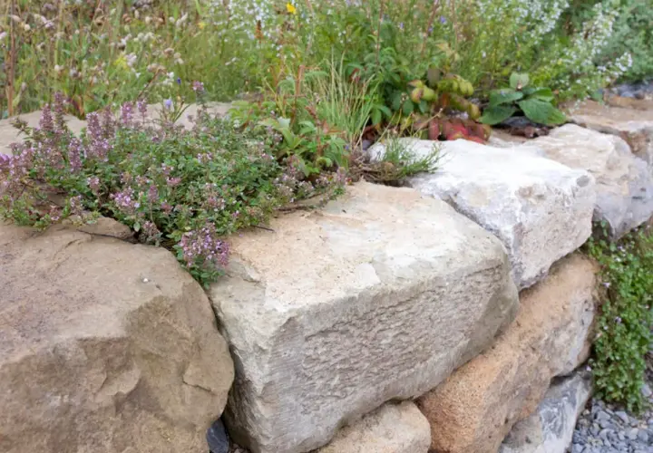 Natürliche Steine bilden eine rustikale gartenmauer. Thymian und andere Pflanzen wachsen zwischen den Felsen.