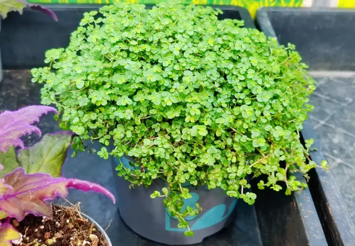 Macizo de plantas de sombra y frío, con pequeñas hojas verdes y tiernas, en una maceta gris.