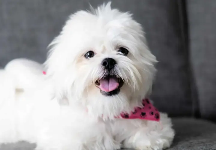 Uśmiechnięty shih tzu w różowej bandanie z łapkami, z językiem na wierzchu, siedzi na szarej kanapie.