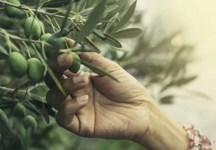 Mano che sfiora olive verdi su un ramo, un gesto delicato che ricorda il momento in cui si concimano gli ulivi per una buona raccolta.