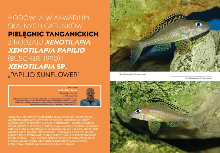 Pielęgnica Xenotilapia papilio z jeziora Tanganika, z charakterystycznym wzorem na płetwach.