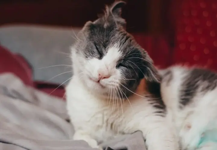 Gato blanco y gris se rasca la oreja con la pata, ojos cerrados y expresión de alivio.